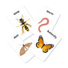 Insect Flash Cards | Pack Of 24