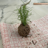 DIY Japanese Kokedama Kit