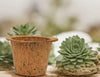 DIY Gardening Kit – Kids Gardening Set for Fun Plant Growing - iLearnngrow Learning Solutions Pvt Ltd