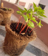 DIY Gardening Kit – Kids Gardening Set for Fun Plant Growing - iLearnngrow Learning Solutions Pvt Ltd