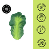 Kendall The Kale Natural Rubber Teether
