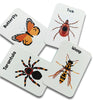 Insect Flash Cards | Pack Of 24
