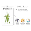 Insect Flash Cards | Pack Of 24