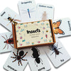 Insect Flashcards- Pack Of 24