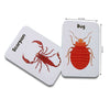 Insect Flashcards- Pack Of 24