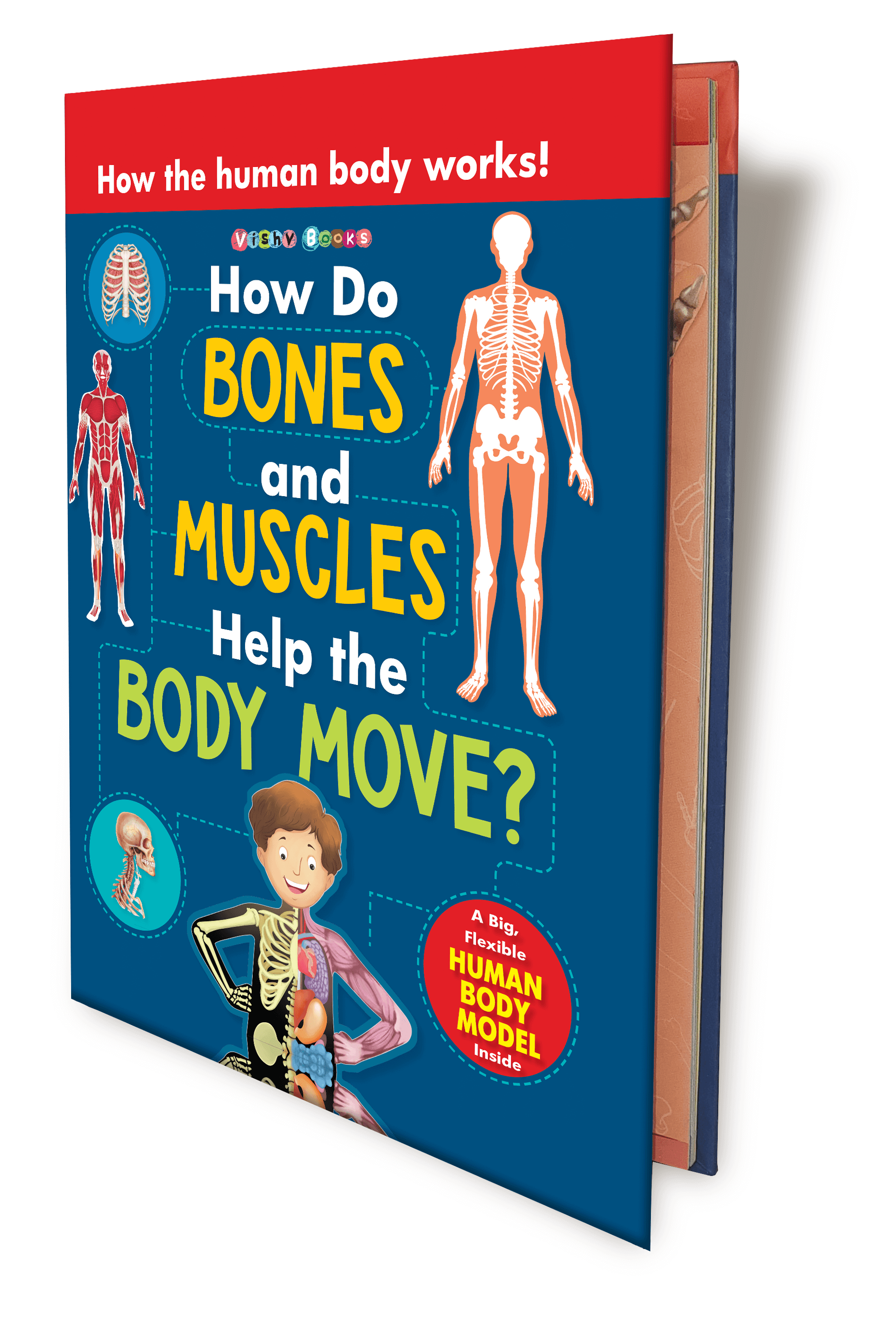 Muscles Help Move How Do Bones And Muscles Help The Body Moves? – mumma.com