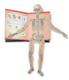 How Do Bones And Muscles Help The Body Moves?